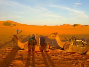 The dunes and Camels