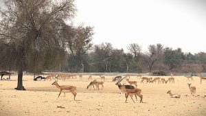 Balckbuck and Deer in Lal Suharna National Park